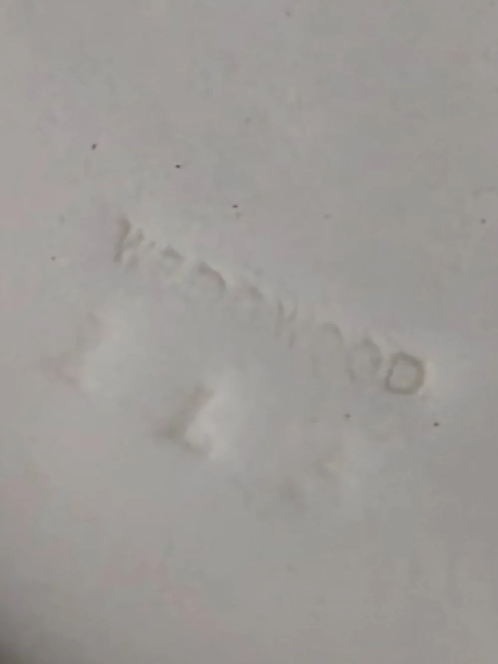 VYG Wedgwood Edme Etruria & Barlaston Gravy Boat Sauce Bowl Attached Underplate